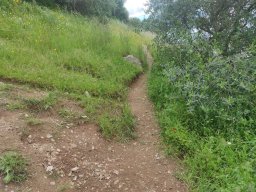 Flora del Cerro Masatrigo